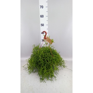 Rhipsalis heteroclada