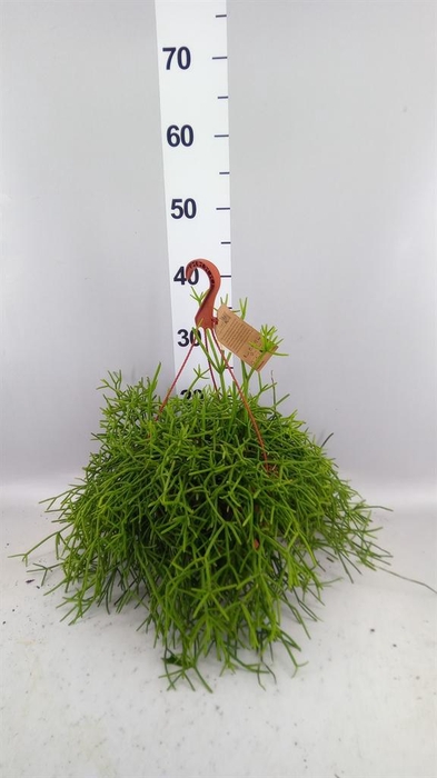 <h4>Rhipsalis heteroclada</h4>