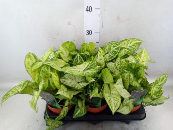 <h4>Syngonium  'Arrow'</h4>