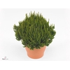 Calluna vulg. 'Skyline Stockholm'