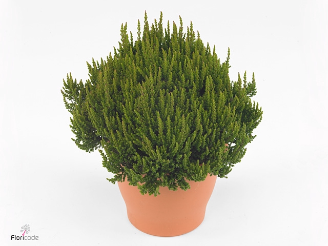 Calluna vulg. 'Skyline Stockholm'