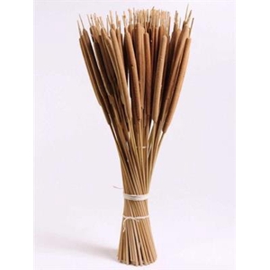 DROOG TYPHA RIETSIGA