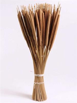<h4>DROOG TYPHA RIETSIGA</h4>
