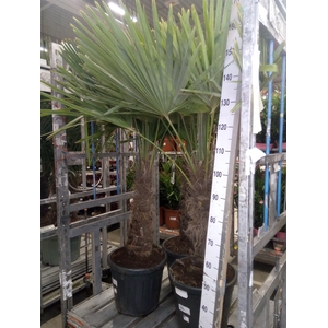 Trachycarpus fortunei