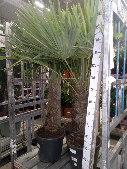 <h4>Trachycarpus fortunei</h4>