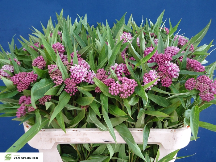 <h4>ASCL INC SOULMATE</h4>