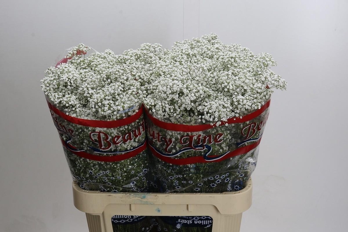 <h4>Gyps Million Stars</h4>