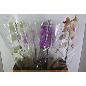 PHALAENOPSIS P15 MIN 8 FLS