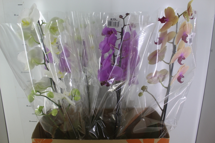<h4>PHALAENOPSIS P15 MIN 8 FLS</h4>