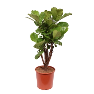 Ficus lyrata