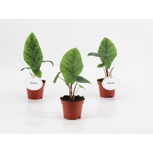 Alocasia Scalprum