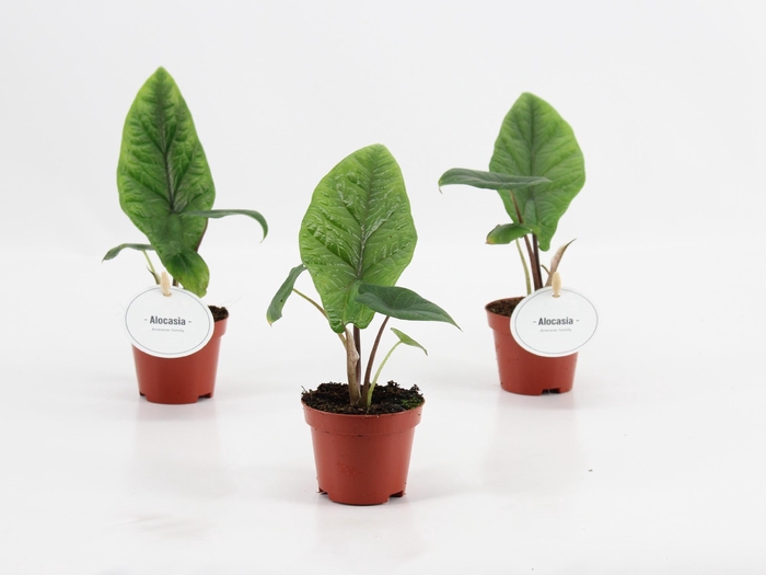 <h4>Alocasia Scalprum</h4>