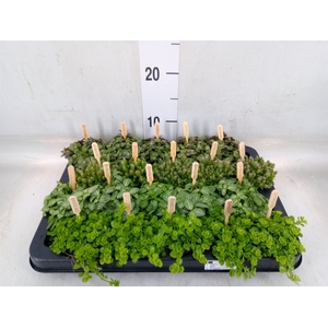 Planten  ..mix