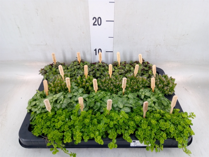 <h4>Planten  ..mix</h4>