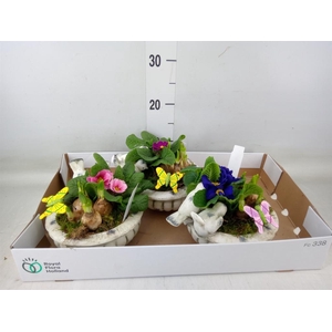 Arr.   Tuinplanten L%