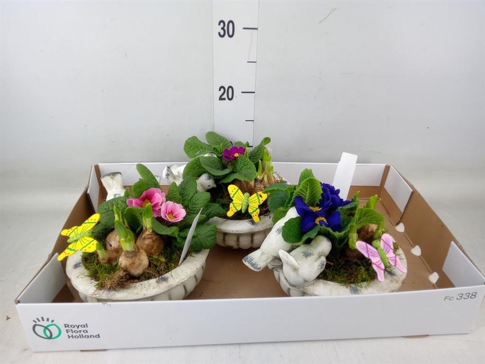 <h4>Arr. Tuinplanten L%</h4>