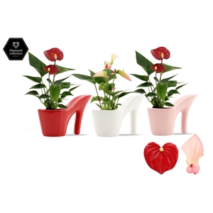 Anthurium 6 cm 2 color mix in Heels ceramics