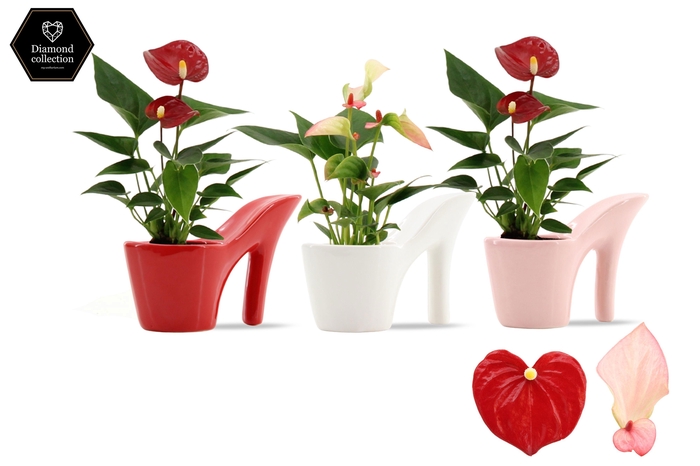 <h4>Anthurium 6 cm 2 color mix in Heels ceramics</h4>