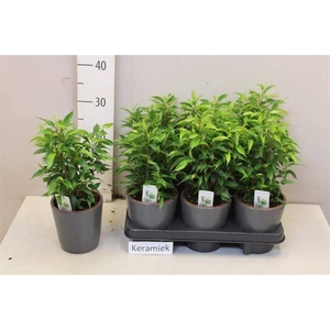 Ficus benjamina Natasja 12Ø 35cm 3pp