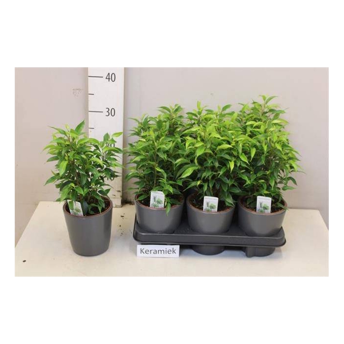<h4>Ficus benjamina Natasja 12Ø 35cm 3pp</h4>