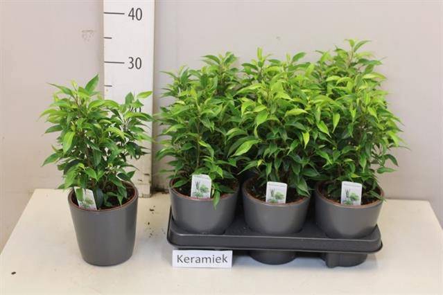 Ficus benjamina Natasja 12Ø 35cm 3pp