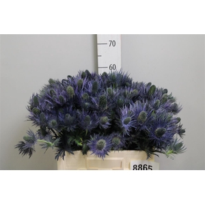 Eryn Alpinum
