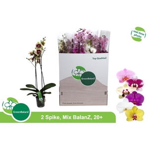 PHAL GEM