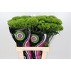 Dianthus Ba Gr Green Queen