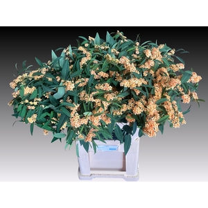 EUPH F T COGNAC BARO