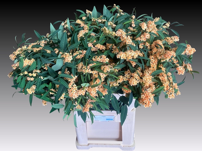 <h4>EUPH F T COGNAC BARO</h4>