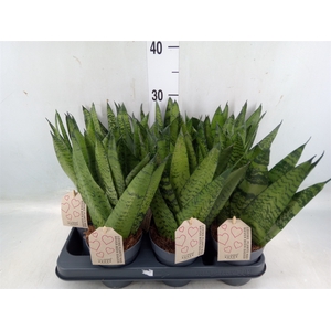 Sansevieria zeylanica