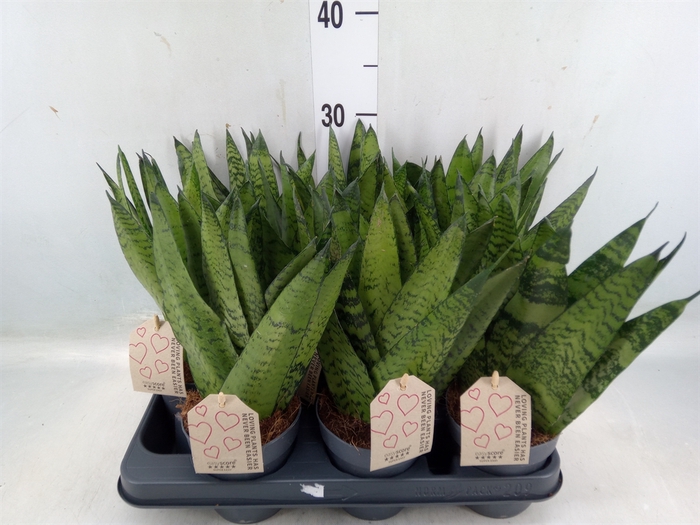 <h4>Sansevieria zeylanica</h4>