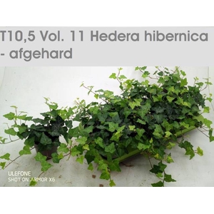 HEDE HIBERNICA