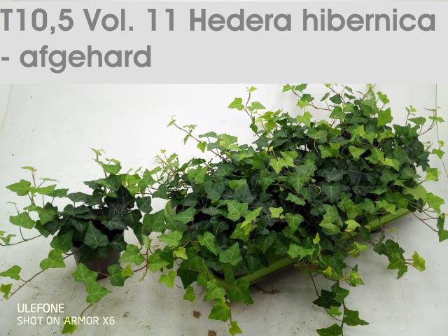 <h4>HEDE HIBERNICA</h4>