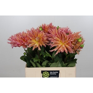 Dahlia Omega