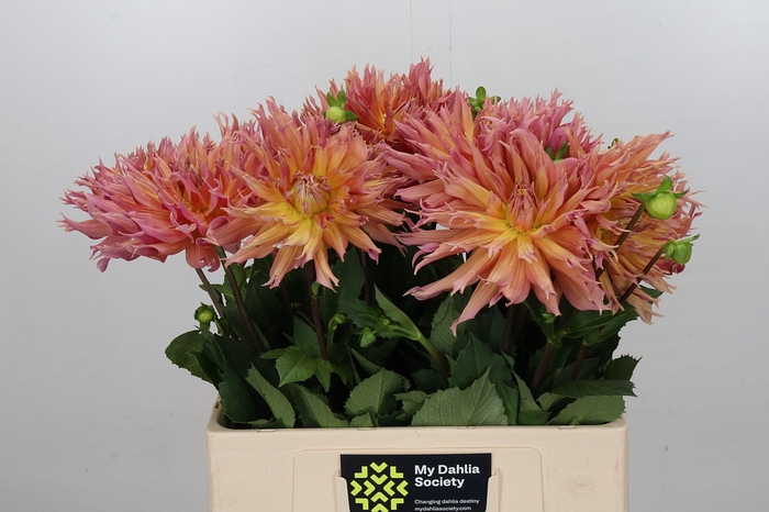<h4>Dahlia Omega</h4>