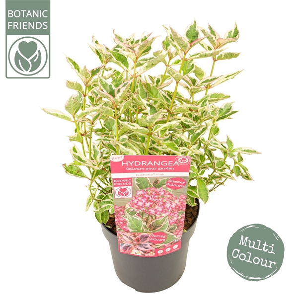 <h4>Hydrangea serrata Euphoria 'Pink'</h4>