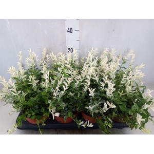 Euonymus fortunei 'Harlequin'