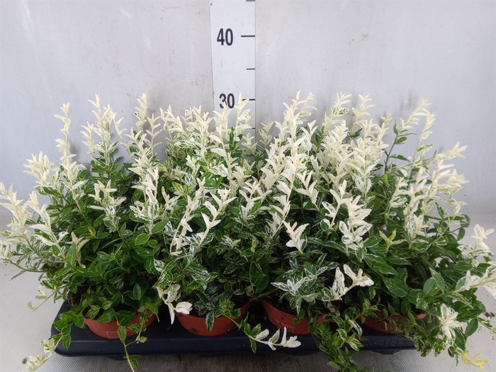 <h4>Euonymus fortunei 'Harlequin'</h4>