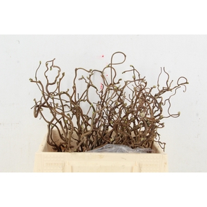 CORYL AV CONTORTA 2 JARIG 030CM