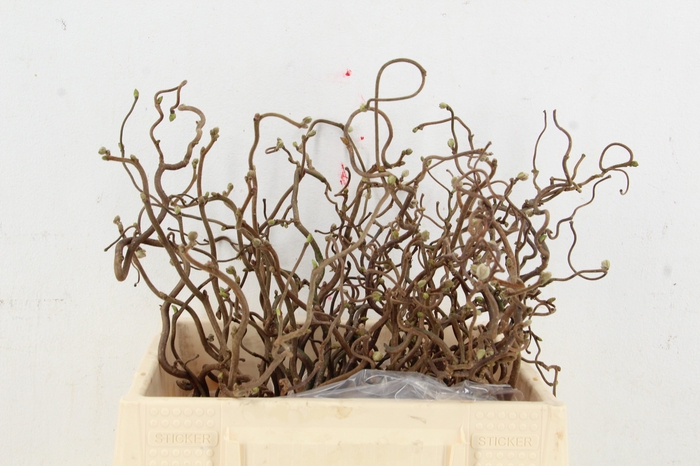 <h4>CORYL AV CONTORTA 2 JARIG 030CM</h4>