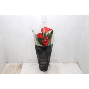 ANTHURIUM MICHIGAN P17 PREMIUM