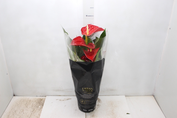 <h4>ANTHURIUM MICHIGAN P17 PREMIUM</h4>