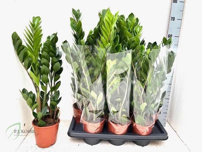 Zamio Zamiifolia