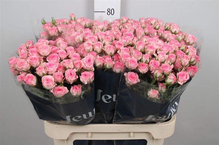 <h4>R Tr Tralala</h4>