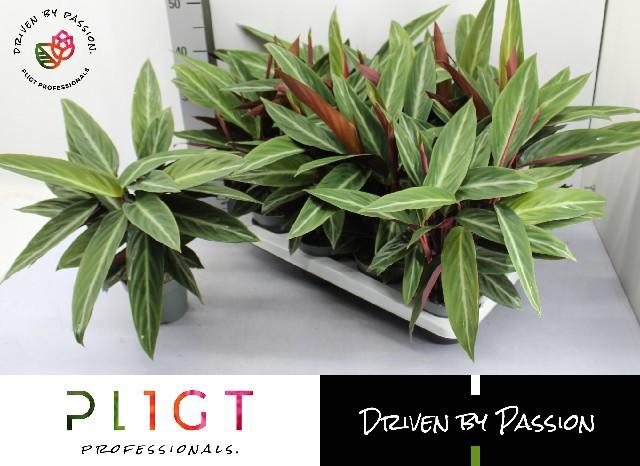 <h4>STROM SANGUINEA</h4>