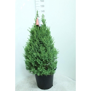 Picea glauca 'Conica'