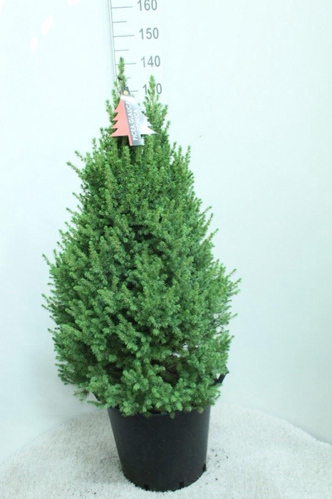 <h4>Picea glauca 'Conica'</h4>
