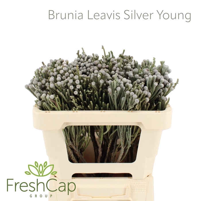 <h4>Brunia Leavis (silver Brunia) Young</h4>