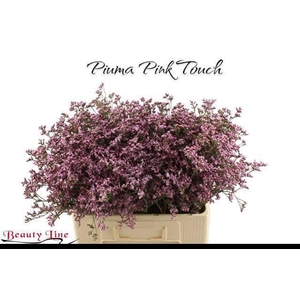 Lim Piuma Pink Touch